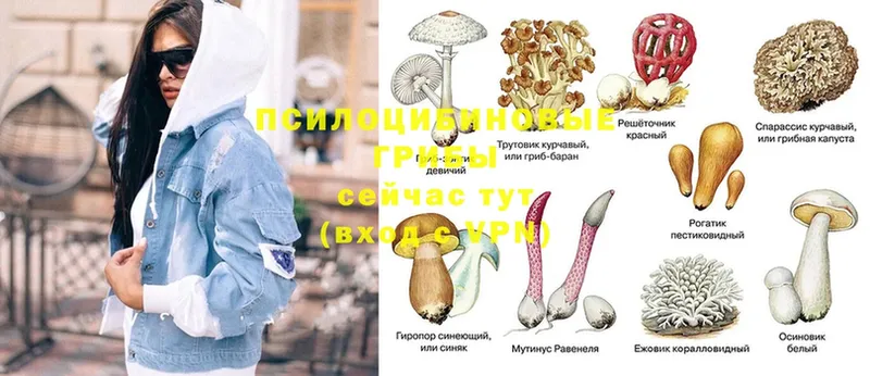 Псилоцибиновые грибы Psilocybe Егорьевск